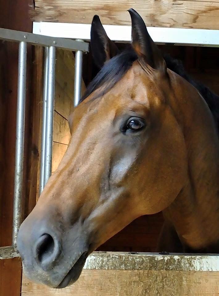 Chelsea and horse